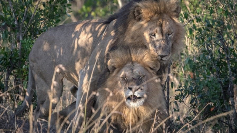 Няма да повярвате какво всъщност са правили лъвовете, които бяха обявени за гей двойка (СНИМКА)