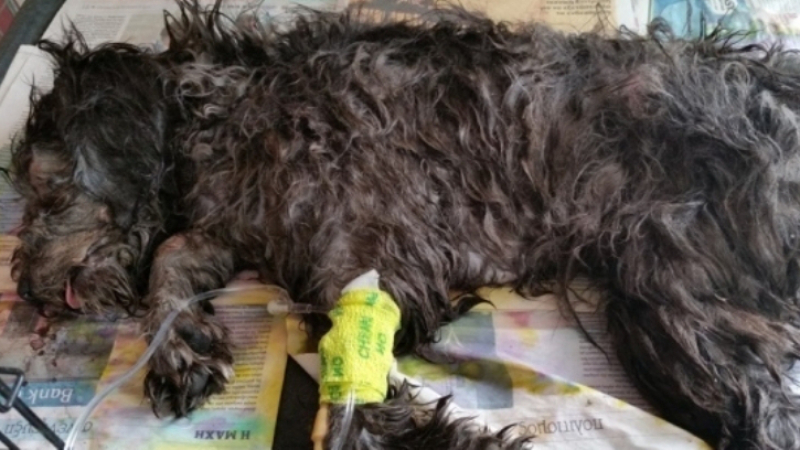 Върховният съд на Кипър оправда българин за жестоко убийство на куче