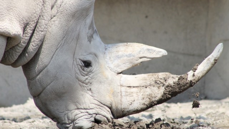 Умиращият гигант Судан: последният бял носорог в света (СНИМКИ)