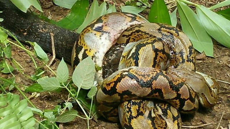 Шокиращ момент! 6-метрова кобра смачква друга змия до смърт (СНИМКИ/ВИДЕО)