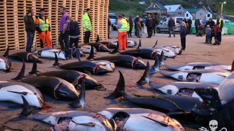 Масовото клане на стотици делфини в Европа шокира мрежата (СНИМКИ 18+)