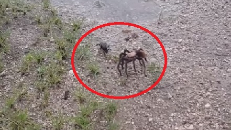 Свирепа схватка: Тарантулов ястреб ужили паяк и го уби на място (ВИДЕО)