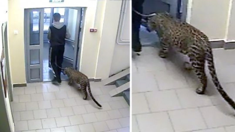 Съседи треперят! Руснак живее с леопард, разхожда го свободно из детски площадки (ВИДЕО)