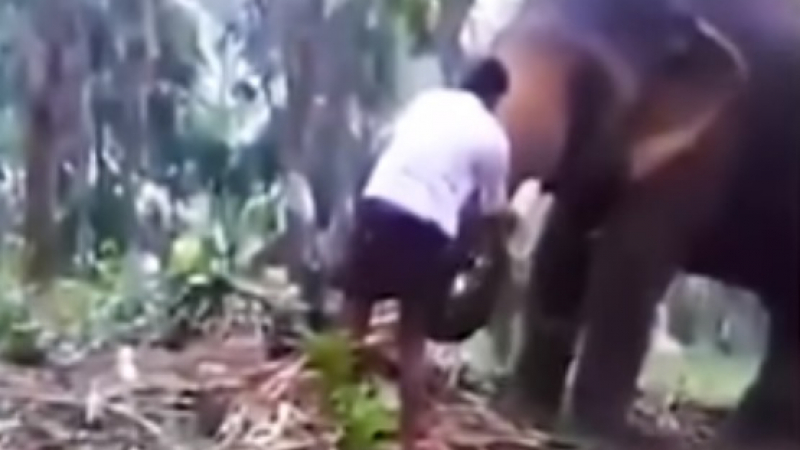Слон прати в нокаут тинейджър, който се опита да се покатери по хобота му (ВИДЕО)