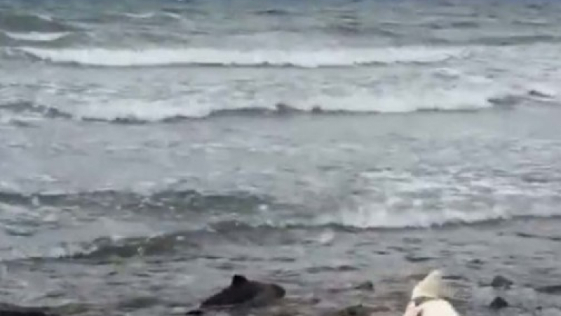 Забелязали, че кучето им се държи странно на плажа. Когато се приближили, имало какво да видят (ВИДЕО)