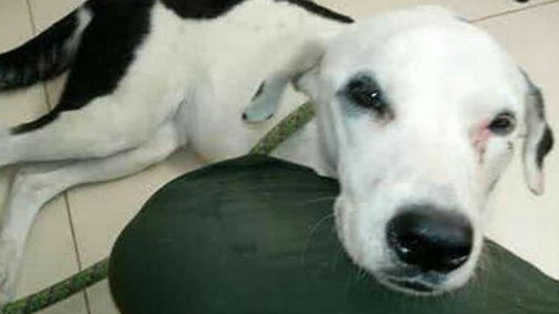 Изоставено на летище куче умря от мъка в чакалнята