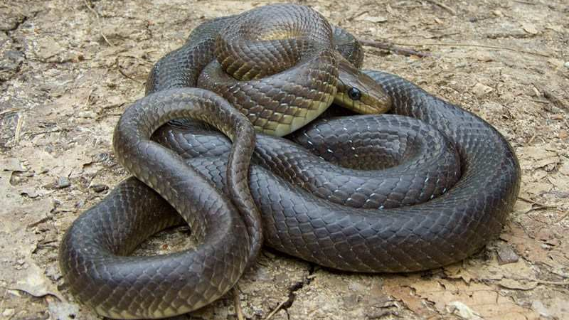 Ад в Бургаско: Змии над 1 метър плъзнаха след потопа