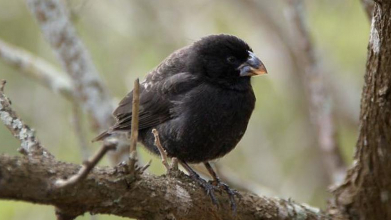 Учени откриха птици, които еволюират в нов вид