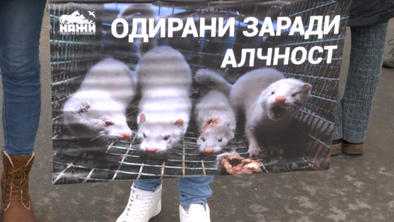 Вегани окупираха ферма за норки край Стара Загора и разкриха: Убиват животните в газови камери като в концлагер (СНИМКИ)
