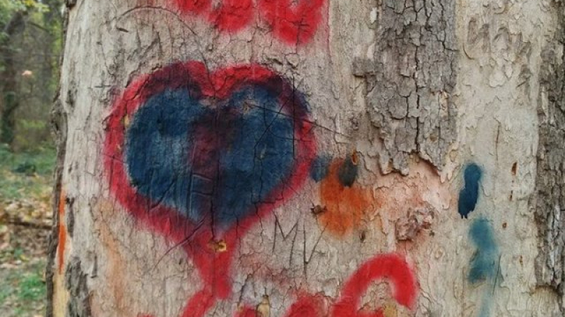 Пловдивски Ромео съсипа дърво за странно любовно обяснение