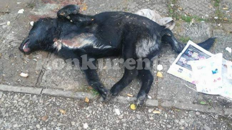 Зверски убито куче във Враца разбуни социалните мрежи (БРУТАЛНИ СНИМКИ 18+)