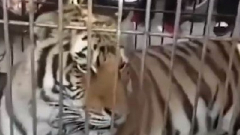 В Китай тигър избяга от клетката и нападна хора (ВИДЕО)