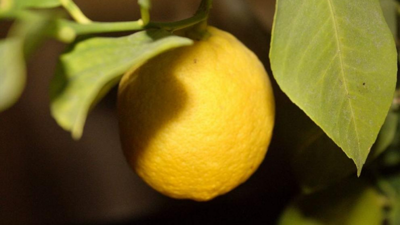 Пазарджишко лимонче се шашардиса от времето! Вижте какви мутанти роди (СНИМКИ)