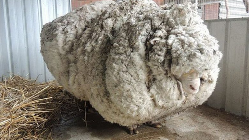 Леле, майко! Овца се изгуби от стадото, овчари я намериха след 5 години и изпаднаха в шок (СНИМКИ)