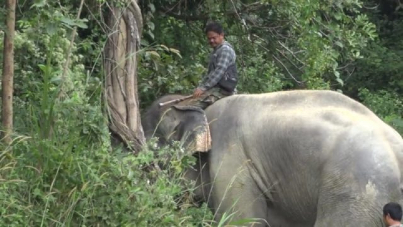Ужас: Слон-кинозвезда уби жестоко стопанина си пред очите на жена му