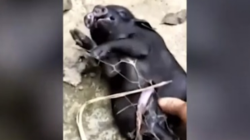 Мутант! Свиня с осем крака и две глави се роди в Китай (ВИДЕО)