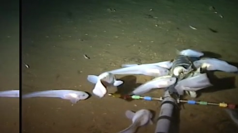 За първи път в света учени заснеха на ВИДЕО най-дълбоководната риба