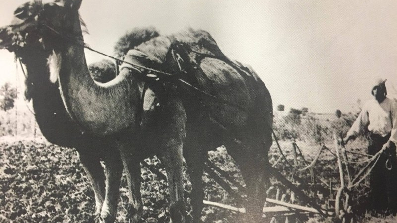 Камилите в България преди век не са били никаква екзотика! Няма да повярвате за какво са ги използвали в миналото (СНИМКИ)