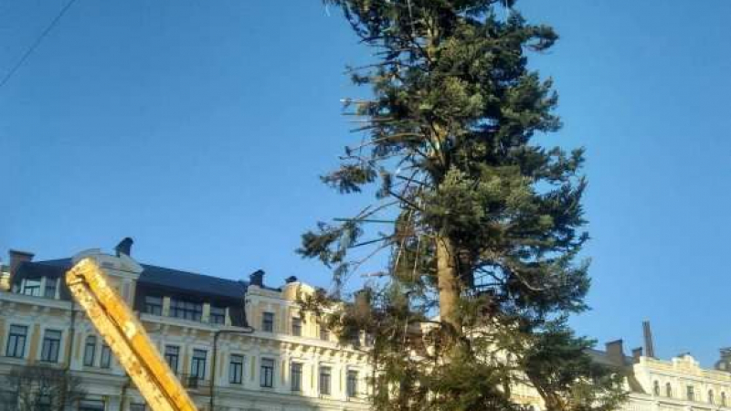 Киевчани са в шок от коледната им елха: Пътувала е за ЕС във вид на дървесина, но е "избягала" (СНИМКИ)