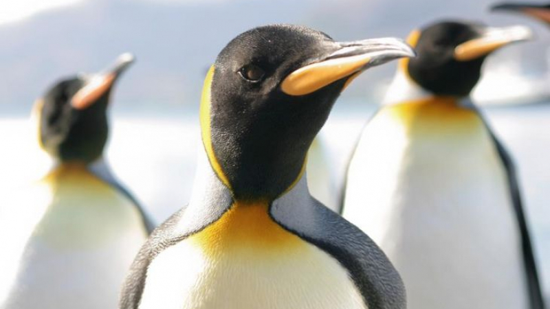 Уникално ВИДЕО издава тайните на гмуркането с пингвини 