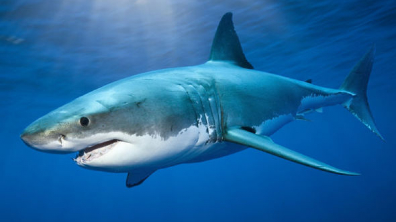 Запечатаха на ВИДЕО среща между голяма бяла акула и разсеян водолаз
