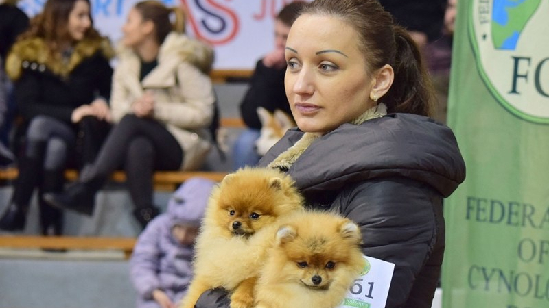 Стотици кучета от елитни породи дефилираха в Пловдив (СНИМКИ)