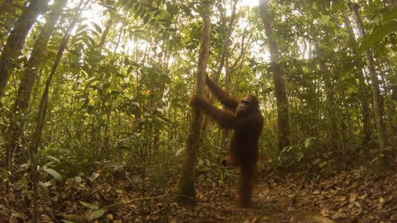 Орангутан откри скрита онлайн-камера в гората и си направи сто селфита (ЗРЕЛИЩНИ СНИМКИ)