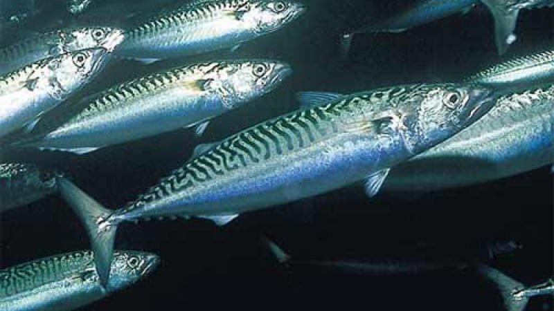 Тъжната истина: Къде изчезна чернономорската скумрия, след като преди са вадили над 1 милион риби на ден само край Бургас (СНИМКИ)