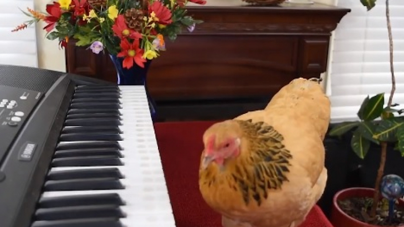 Невероятно ВИДЕО! Кокошка свири... ария на Пучини на пиано с клюн