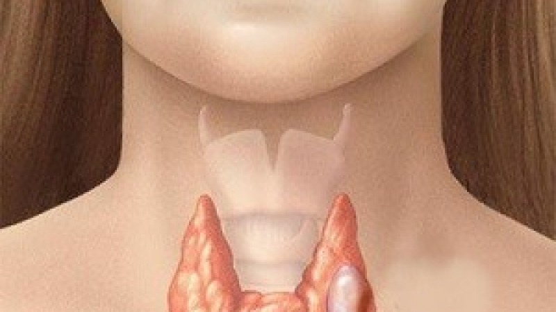 7 неща, които съсипват здравето на щитовидната жлеза