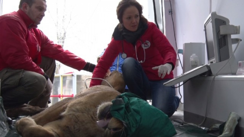 Бременна лъвица от Разград бе транспортирана до столичния зоопарк (ВИДЕО)