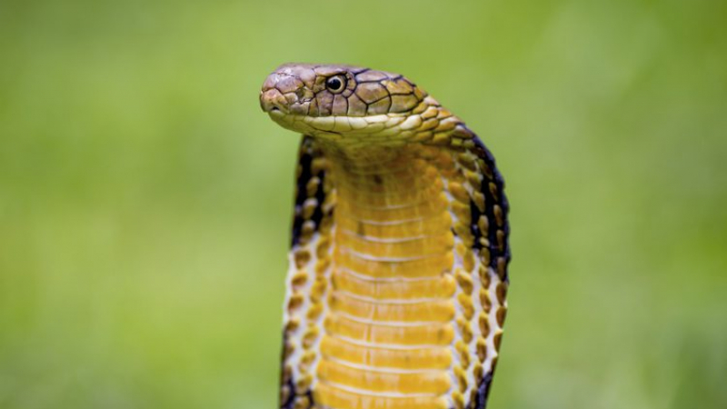 Часове преди да издъхне, тийнейджър показа в мрежата ухапването си от кобра и отправи зов за помощ (СНИМКИ)