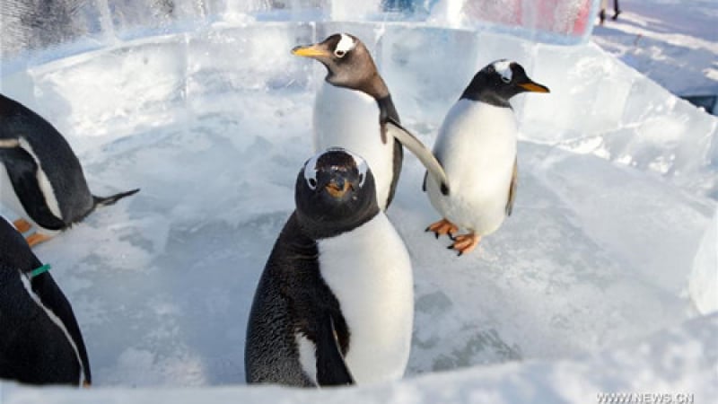 Група пингвини се превърна в сензация (ВИДЕО)