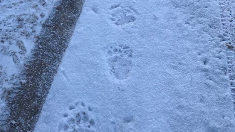 Страшен звяр броди из смолянско село и прави поразии наред! Кметът Георгиев СНИМА стъпките му в снега 