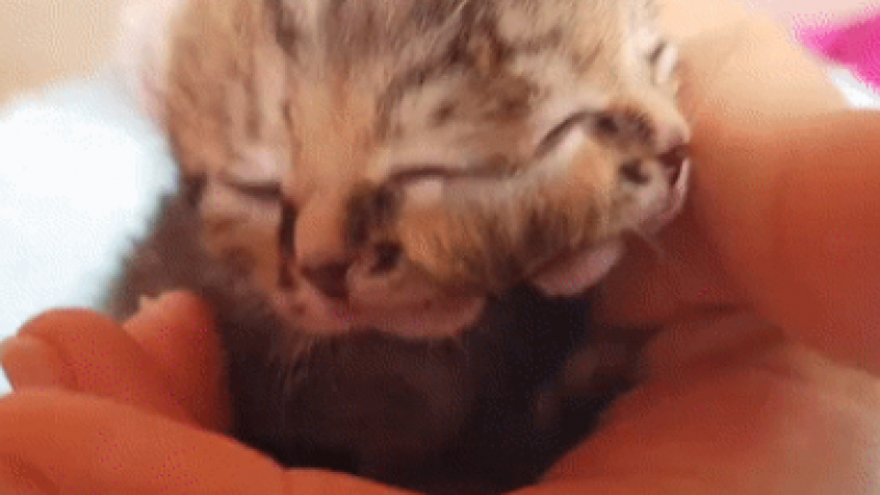 Чудо на природата: Котенце с две глави се роди в ЮАР (ВИДЕО)