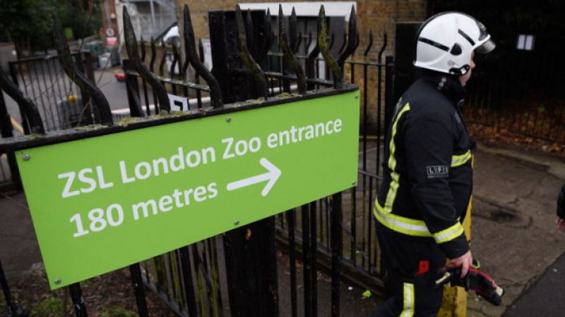 Пожарникарите загасиха огъня в Лондонската зоологическа градина, изчезнало е животно