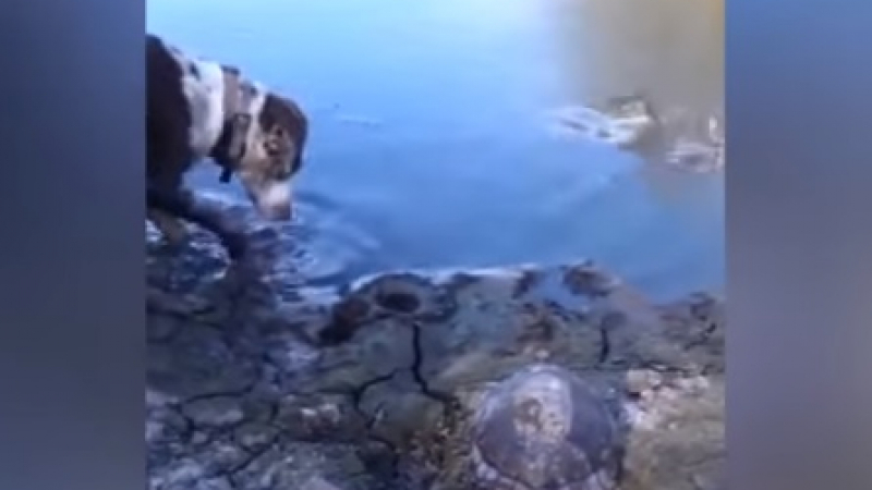 Страшно ВИДЕО: Стопанка искаше да заснеме как кученцето ѝ се плацика в локва, но вместо това видя неговата смърт 