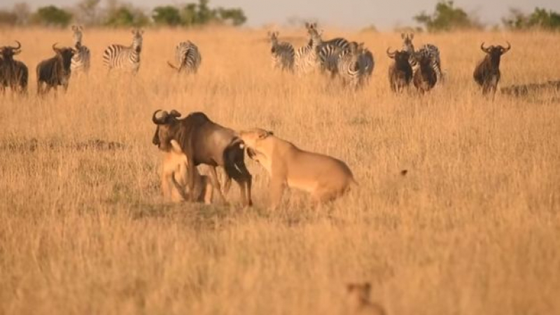Смела антилопа влезе в неравна битка с озверели лъвици (ВИДЕО)