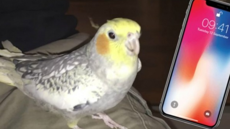 Уникално! Домашен папагал пее популярен тон на звънене на iPhone, когато е подтиснат! (ВИДЕО)