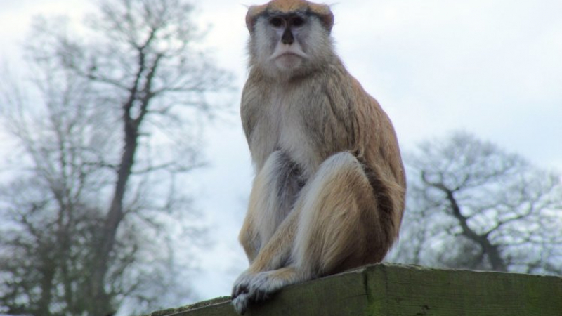 13 маймунки изгоряха при пожар във Великобритания