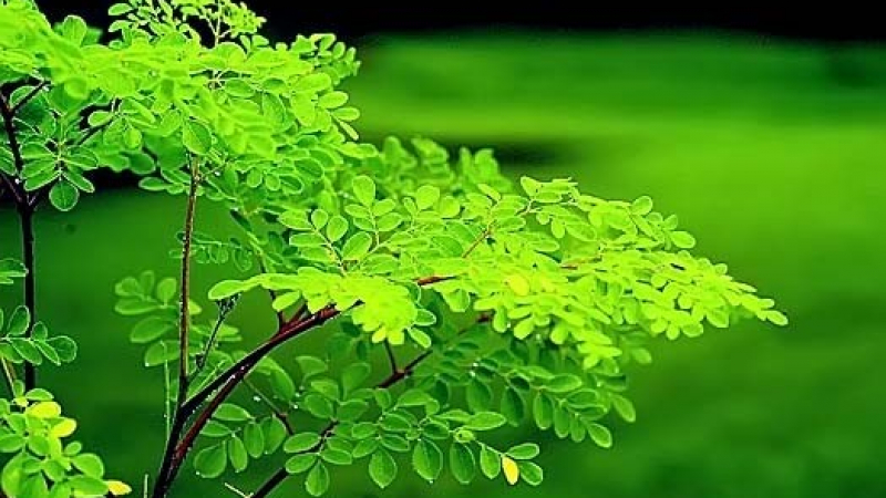 Тази зелена билка помага при лекуване на пет различни вида рак