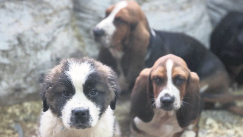Дейли Сабах: Кучета, изнесени контрабандно от България, бяха спасени в Одрин
