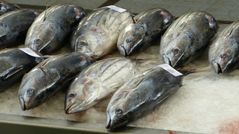 Рекорд!  Риба тон бе продадена за 323 000 долара в Токио 