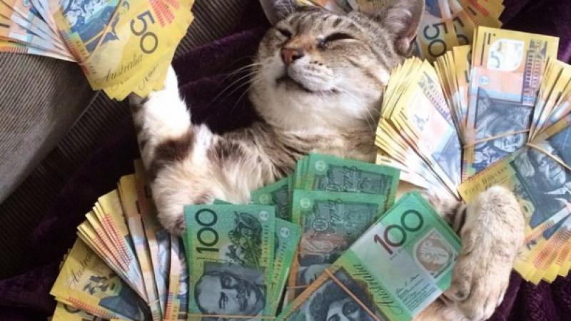 Как живеят богатите котки в Инстаграм? … В лукс и с много пари (СНИМКИ)