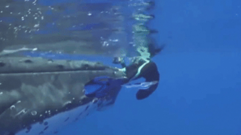 Уникално: Гърбат кит спаси жена от акула, издигайки я над водата (ВИДЕО)