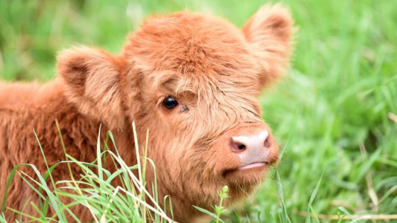 Чувствате се тъжни? Тези 11 мънички шотландски високопланински говеда ще ви накарат да се усмихнете (СНИМКИ)
