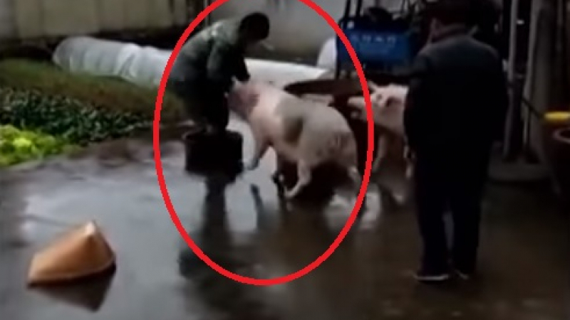 Решителен отпор: Свиня нападна касапи, колещи прасето ѝ (ВИДЕО)