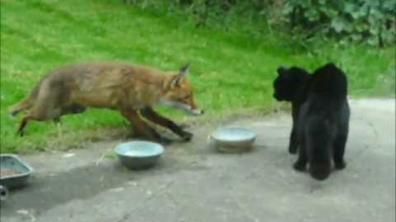 Лисица отне на домашна котка купата с храна (ВИДЕО) 