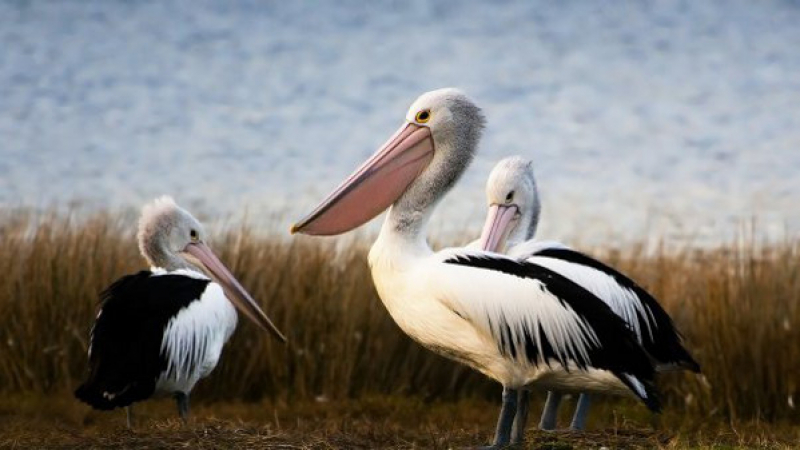 Топлото време подлъга пеликаните в „Сребърна”