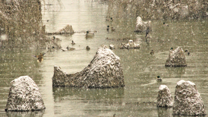 Първият сняг в Силистра стори нещо невиждано на Дунава (СНИМКИ)
